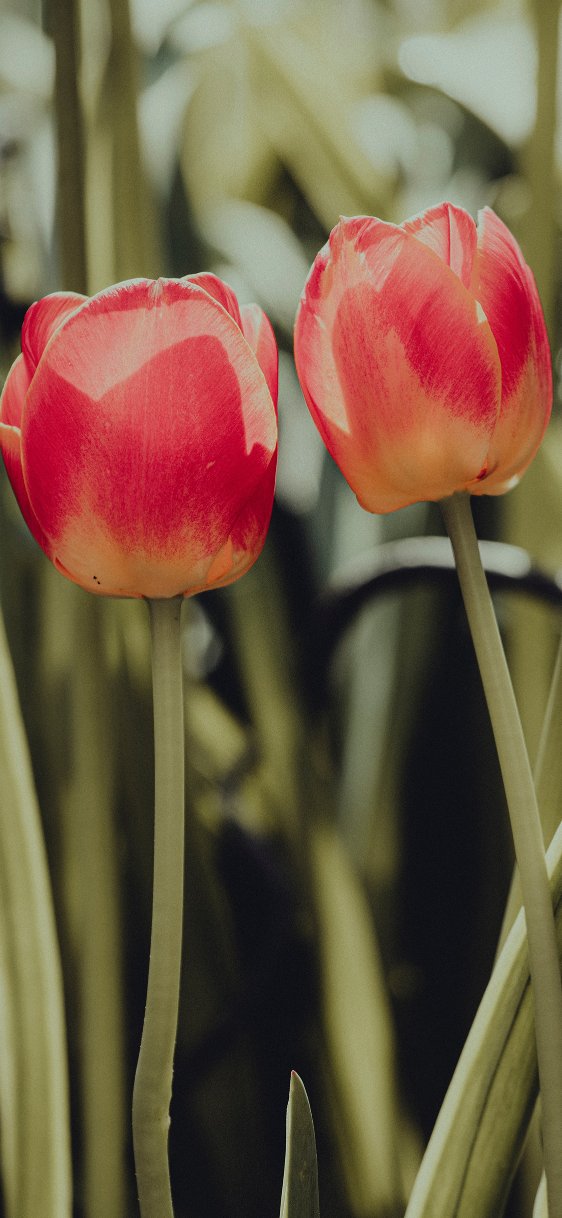 2023年手机壁纸,2023年最新款超清手机壁纸