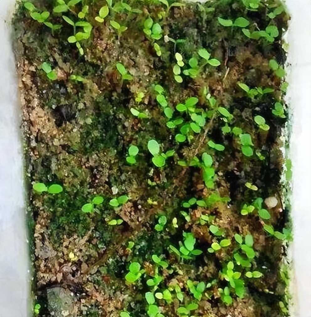 李子核埋在地下多久能发芽,吃剩的苹果核第二年种可以吗