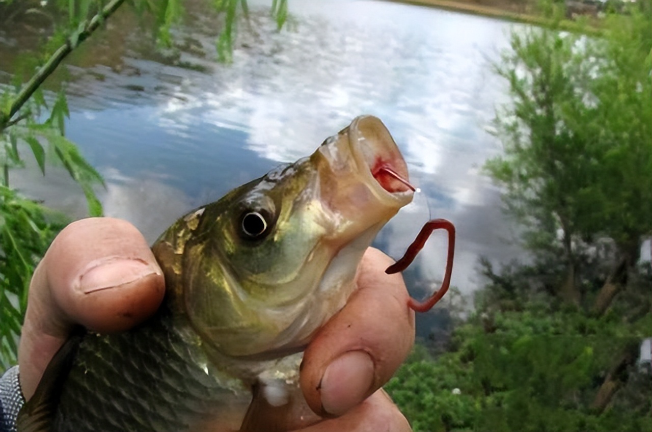 用蚯蚓野钓为什么只能钓到小鱼,野钓用蚯蚓能钓到大鱼么