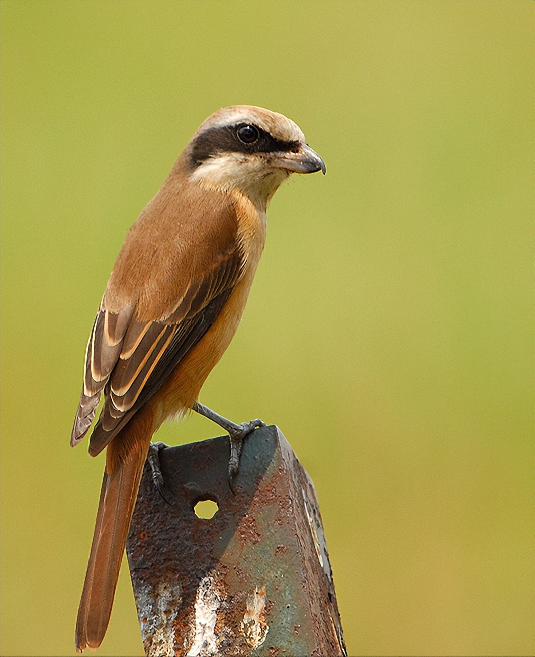 50张最佳鸟类摄影作品,鸟儿大全大图