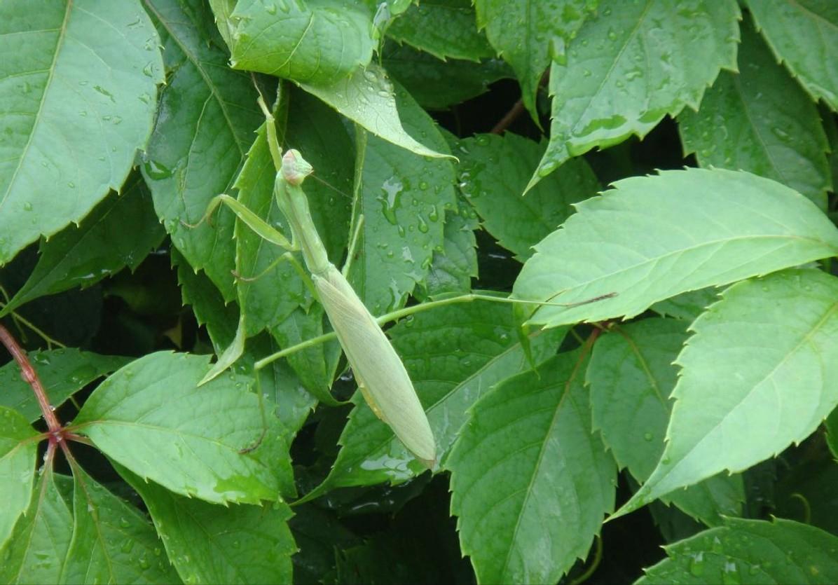 史上最凶残的昆虫,史上最凶残的五种昆虫