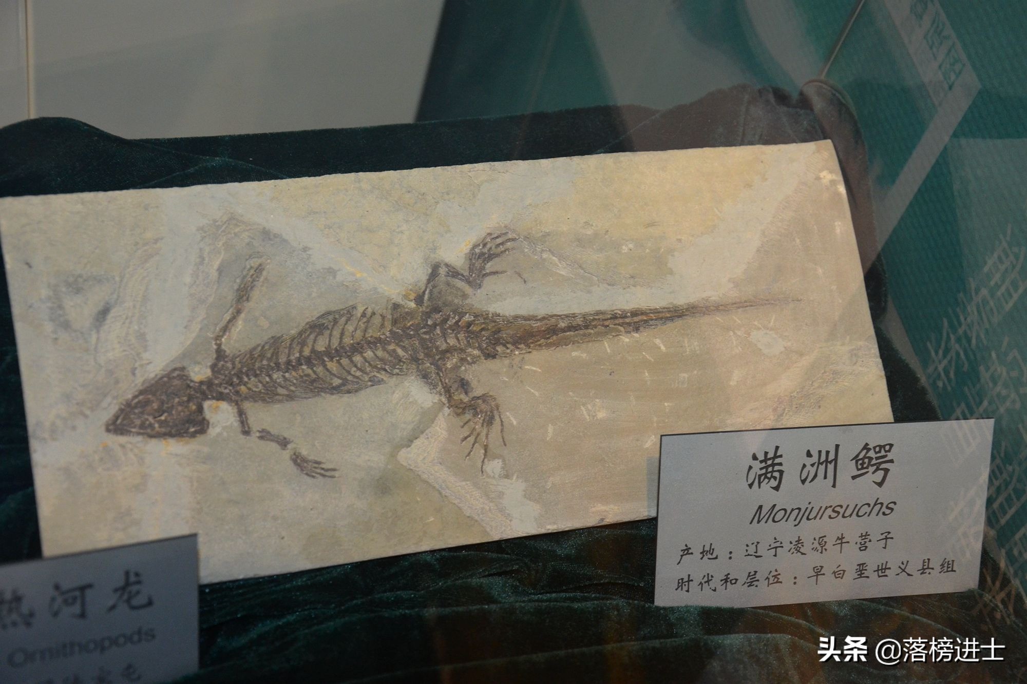 石家庄哪个博物馆里有恐龙化石,石家庄博物馆里有恐龙化石吗