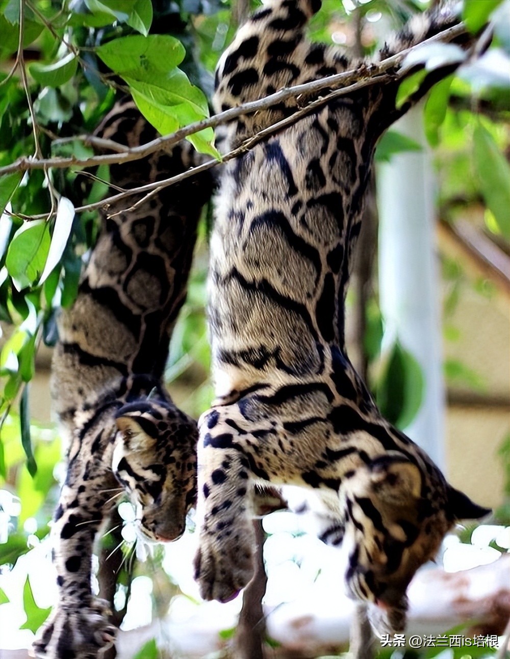 世界上最厉害的猫科动物豹猫,豹猫我国最可怜的野生猫科动物