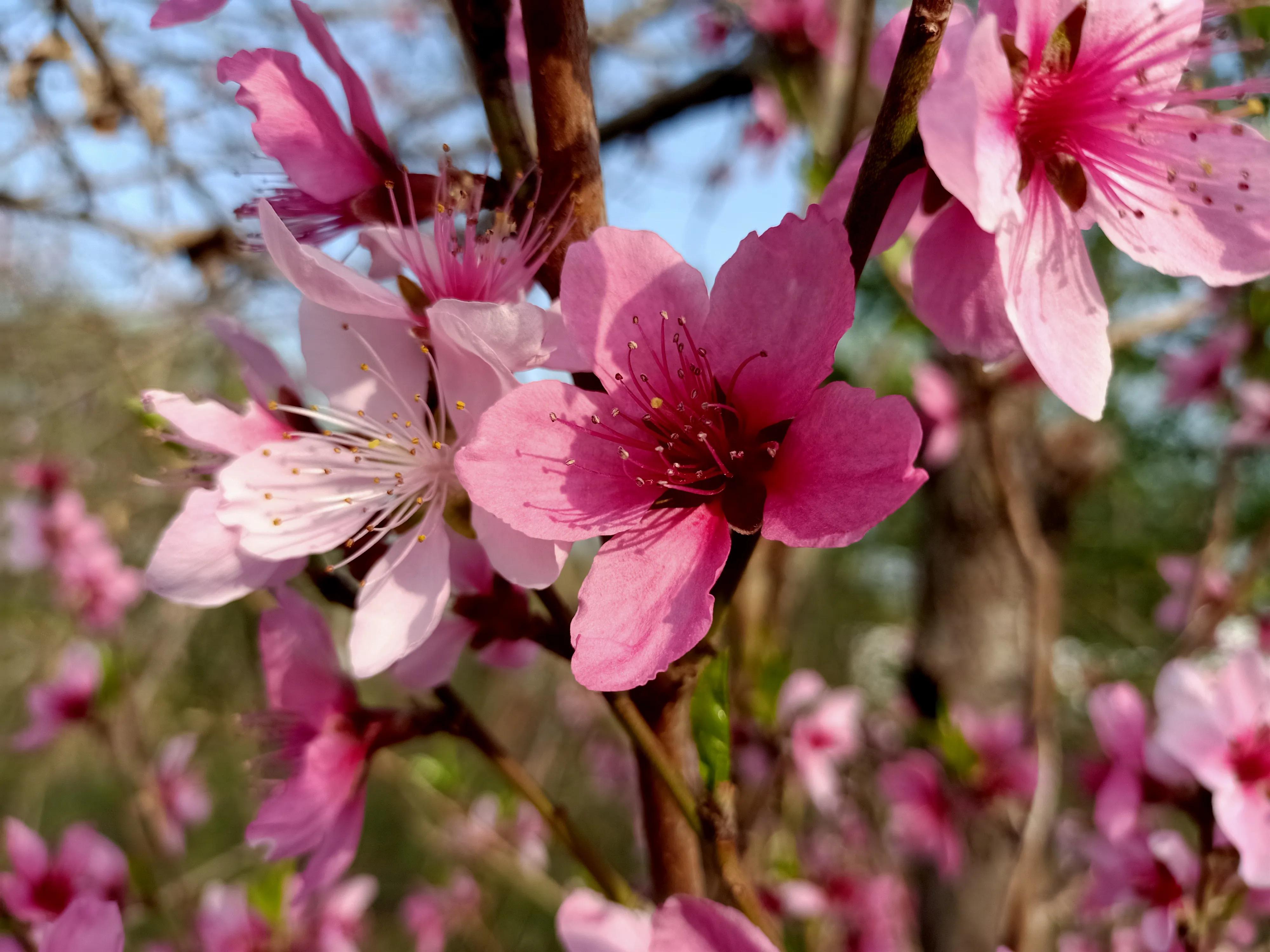 春天里的各种草,春天里的麦苗有多治愈