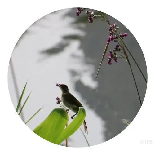 含鸟字的诗句飞花令大全,冬字飞花令100首必背诗词