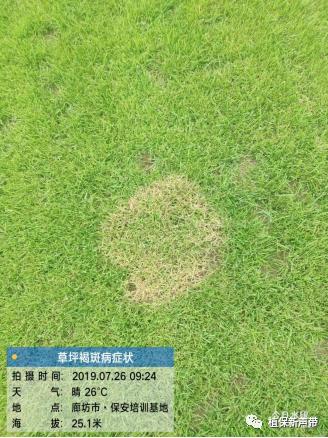 草坪锈病的病害预测及防治策略,草坪病害识别与防治