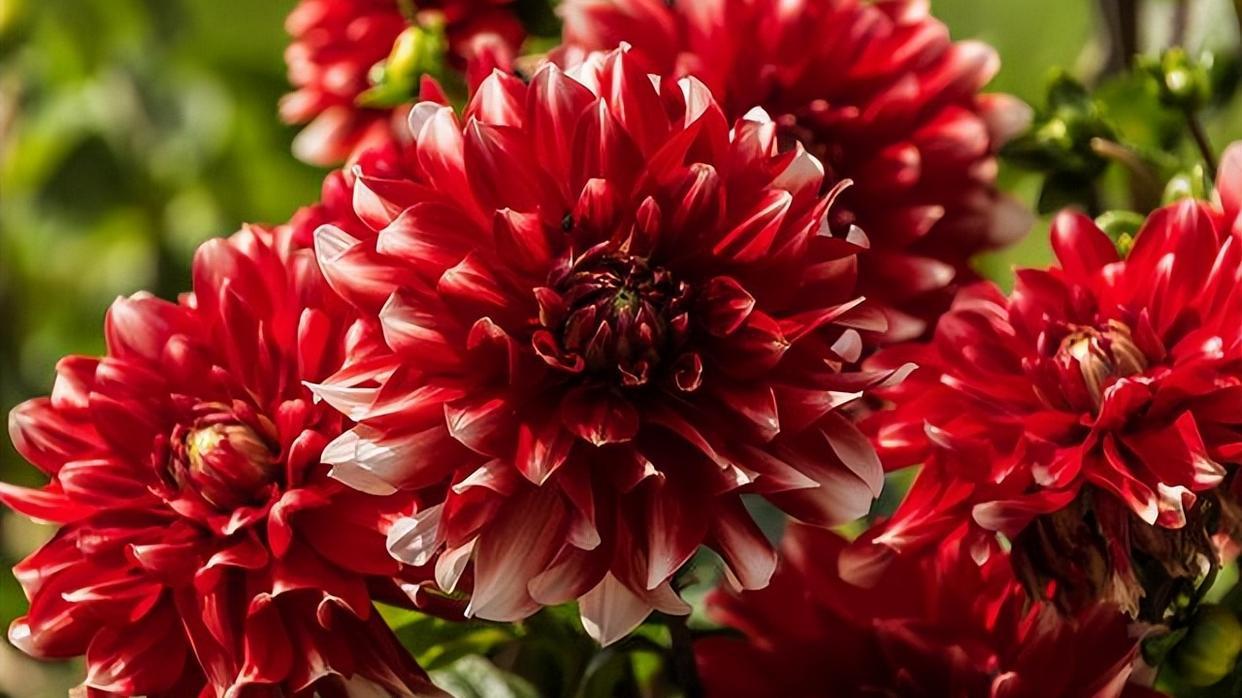 看看花市最受欢迎的6种花,这5种花再好看也别乱养