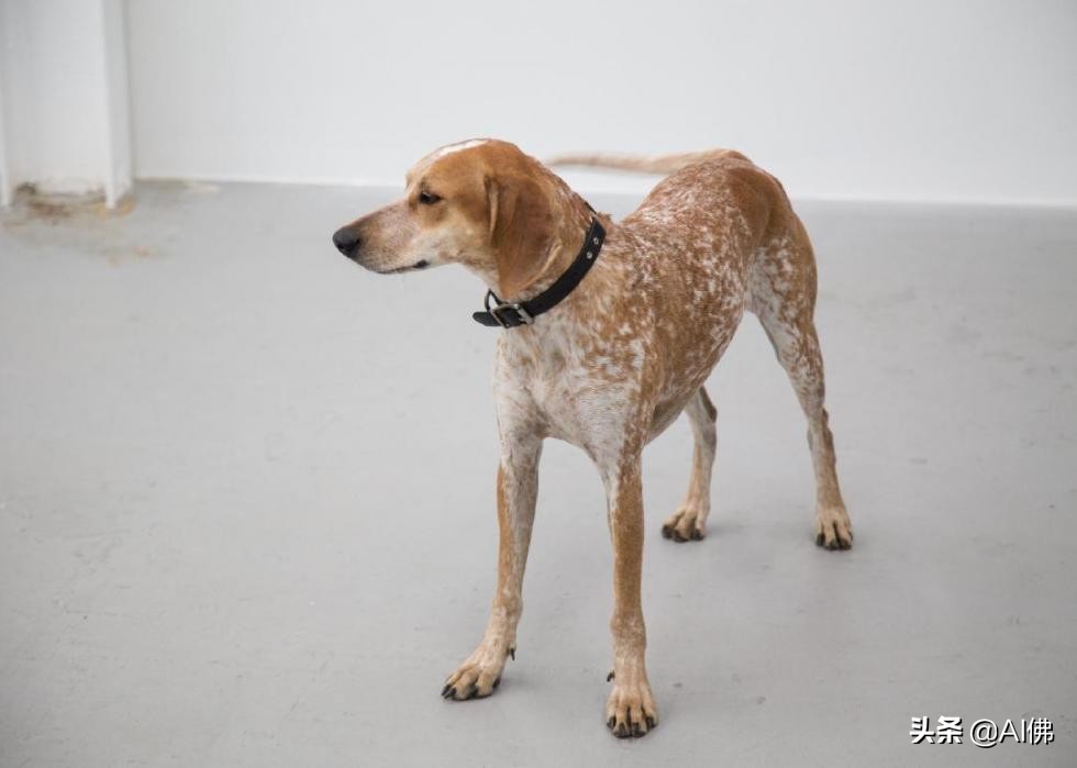 美国犬种有哪些,美国五大传奇犬种