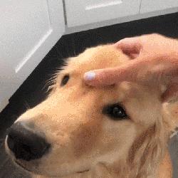 金毛对比拉布拉多哪个好,金毛vs柯基优缺点