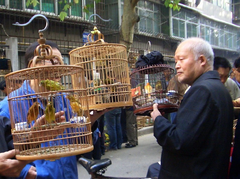 2017年商贩买了只怪鸟，卖150元都没人要，被抓才知是牢底坐穿鸟