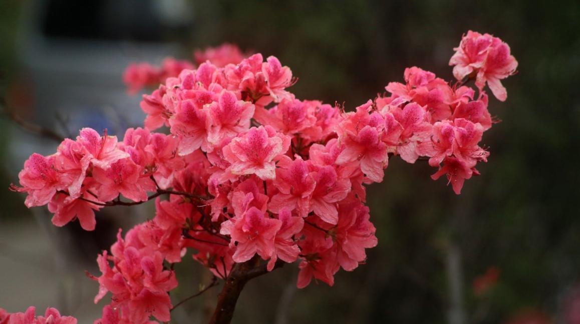 杜鹃花能吃吗,杜鹃花怎么吃