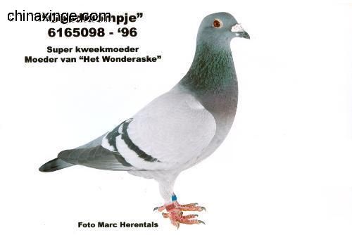 善良比利时莫里斯,比利时速度狂魔