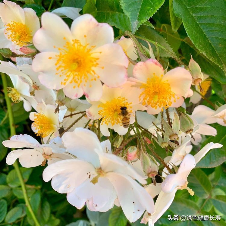 世界花园风景,世界花园