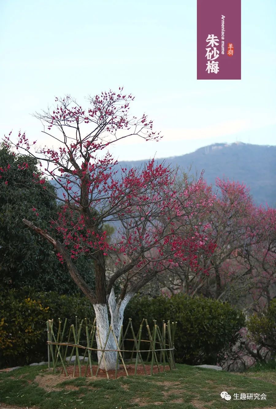 九种春花辨别,常见春花极简识别法