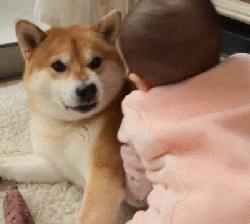 这几种狗性格温顺很适合家养,公认最温顺的七种狗你家上榜了吗