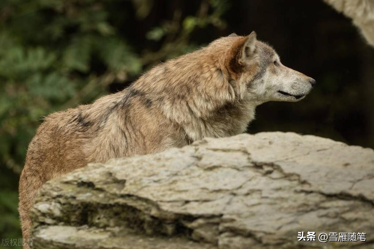 母亲和狼的故事寓意,小孩和狼故事