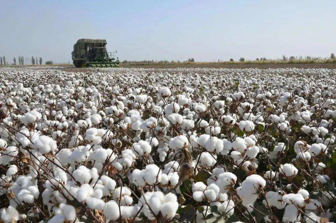 疆新百货好物,疆山如画新疆特产