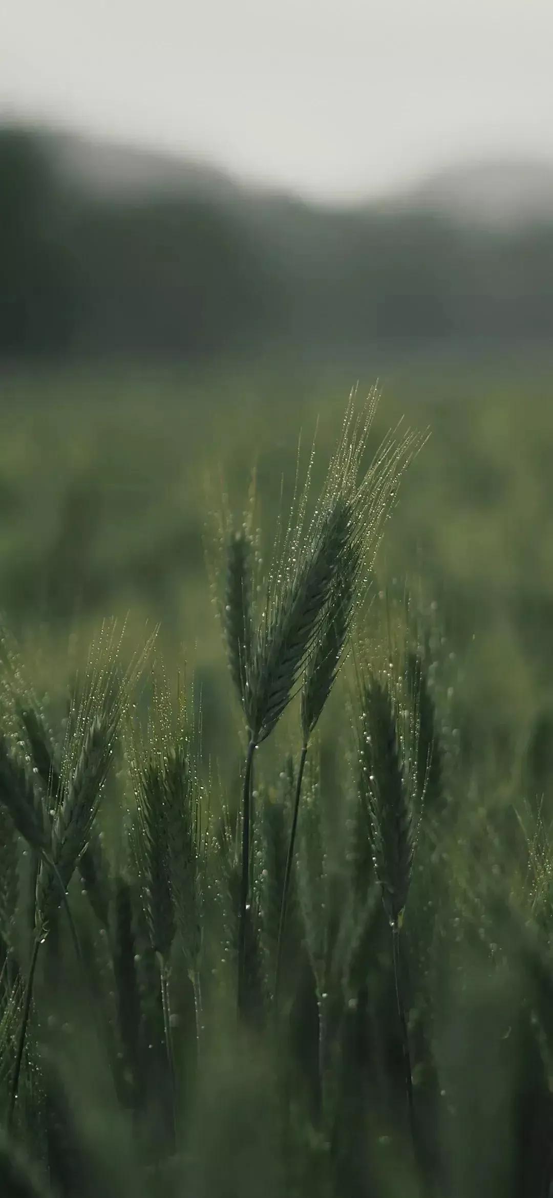 高清壁纸图片全屏干净高级,男士专用黑色美女全屏壁纸