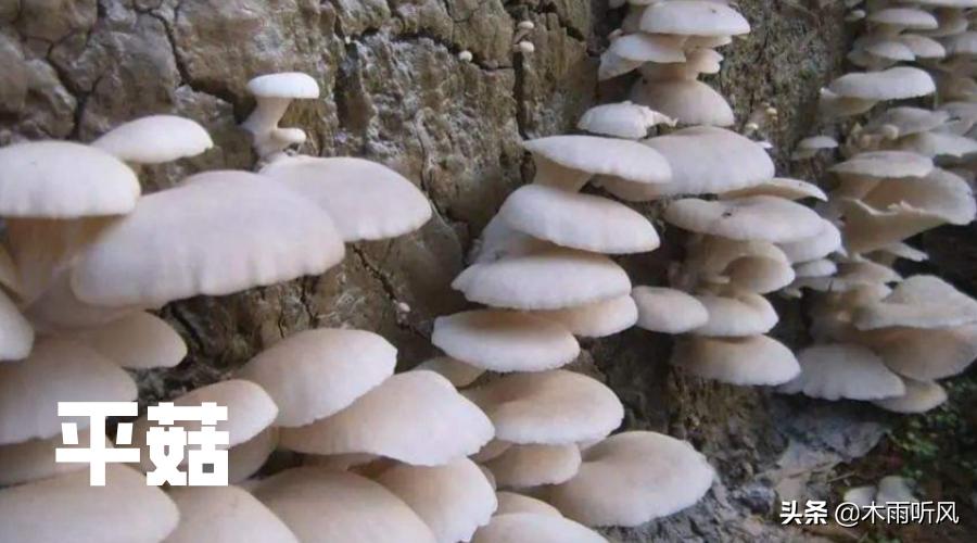 玉米芯种的平菇不长怎么办,玉米芯种平菇不出菇是什么原因