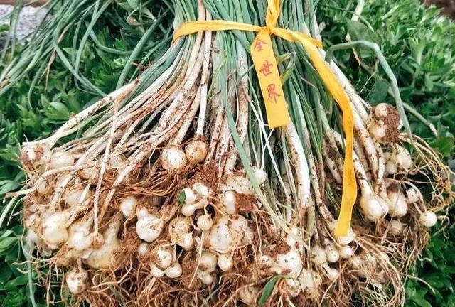 贵州人最爱的野菜你尝过几种,贵州野菜有多好吃