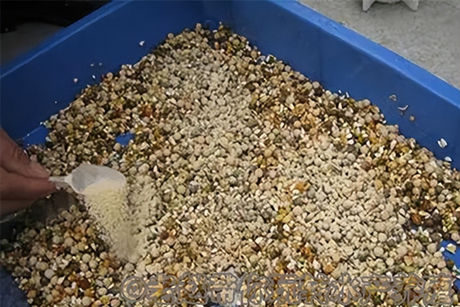 养殖鱼不下底怎么回事,养殖塘的鱼不开口是什么原因