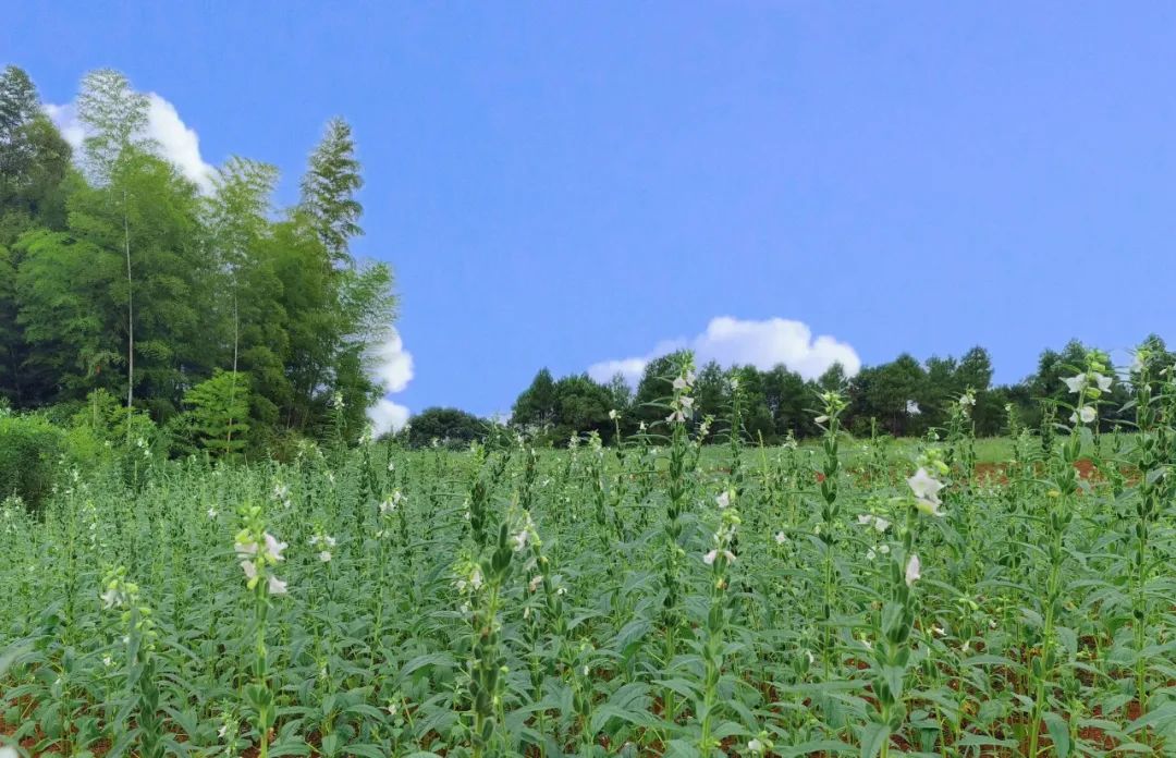 长康芝麻油有什么特征,长康芝麻油介绍