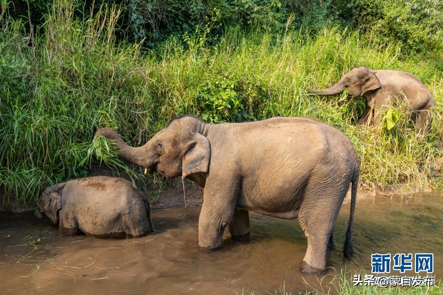 cop15大会高清图,cop15第二阶段会议有哪些人出席