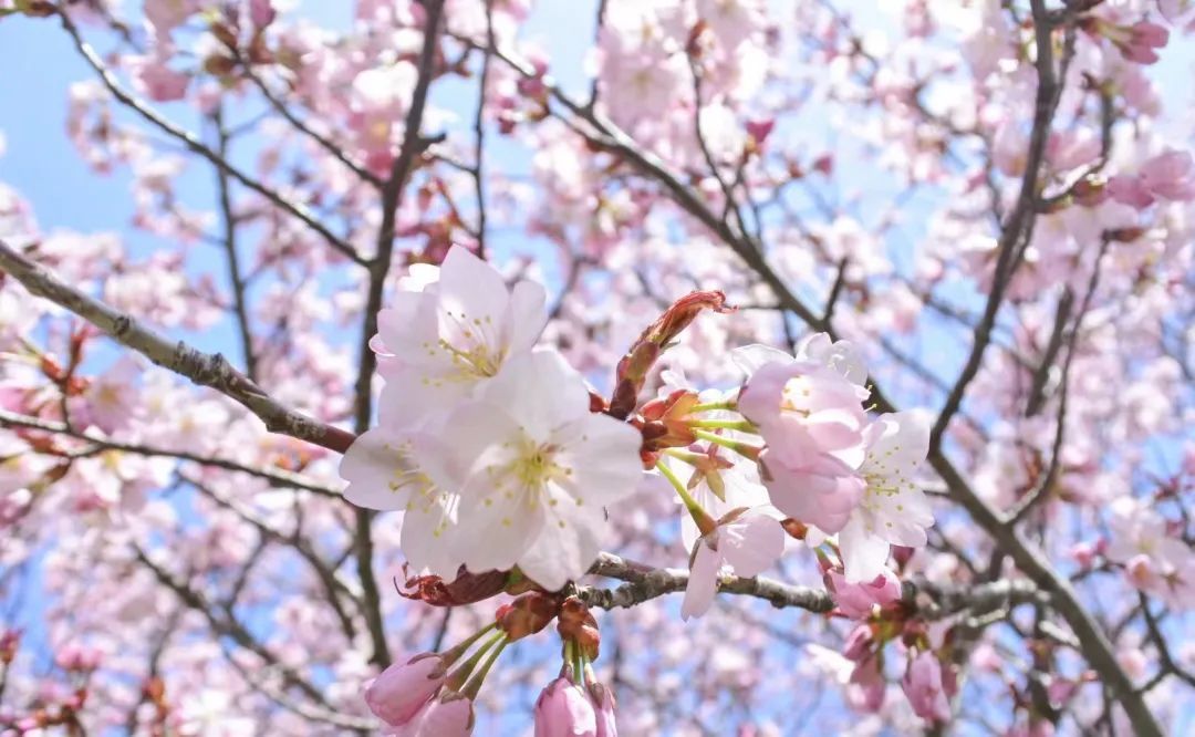 今年日本樱花还能看吗,日本4月底还有樱花看吗