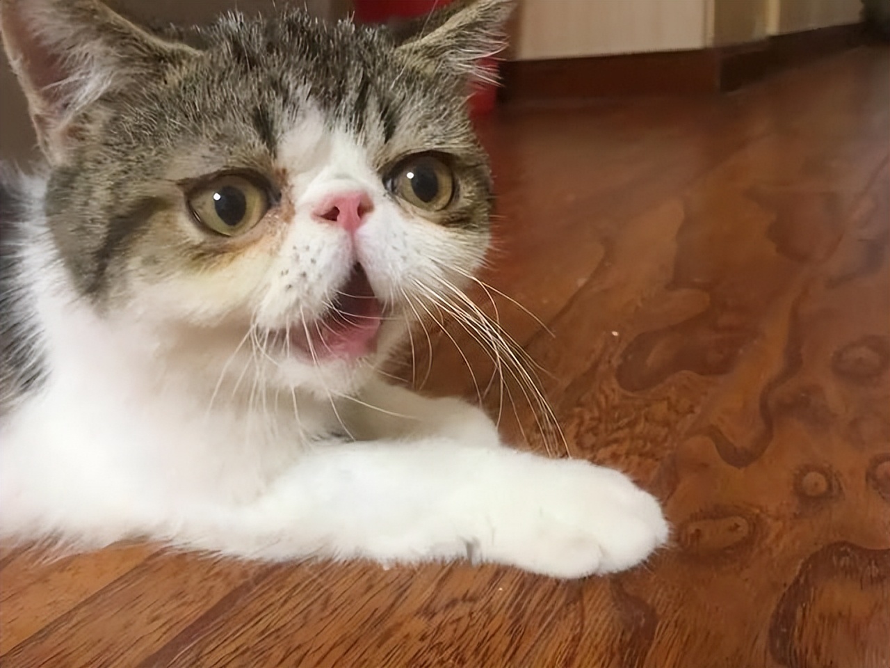 猫咪中暑的症状,猫咪中暑有什么表现