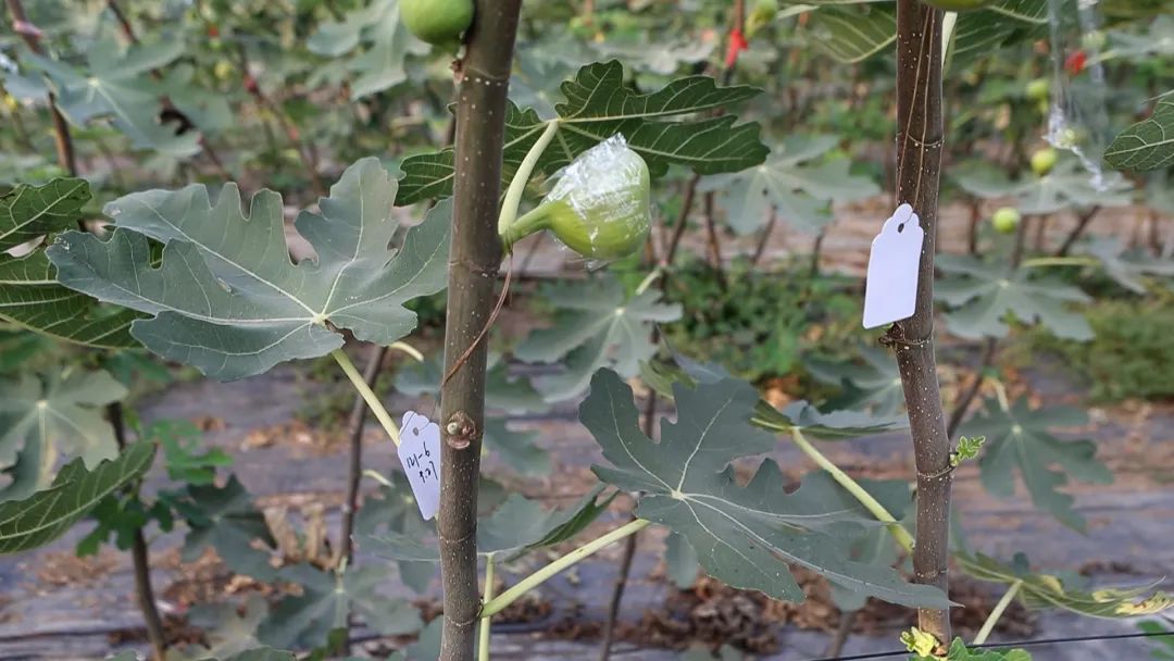 甜蜜来袭解放街道虹桥社区,甜蜜来袭柳江