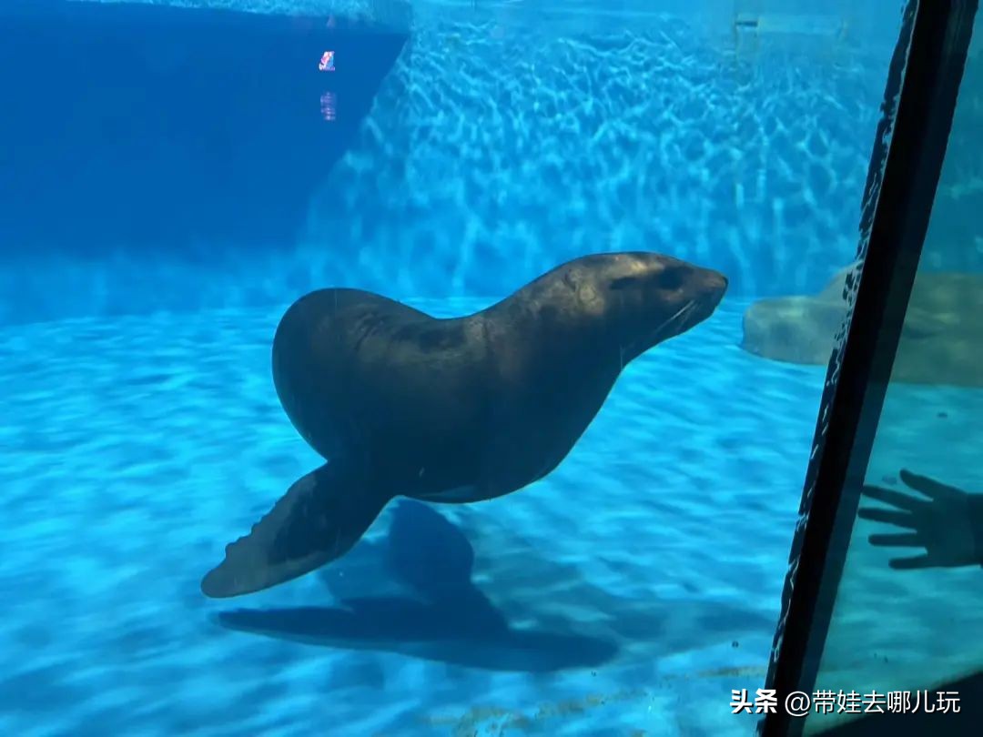 天津海昌极地海洋馆哪里购票便宜,天津海昌极地海洋公园隐藏玩法