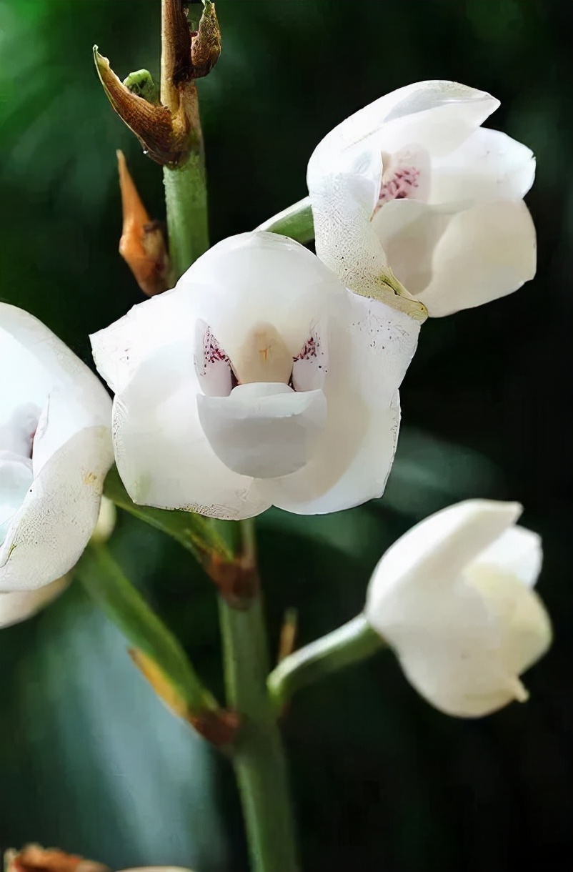 什么兰是最流行的兰花呢,兰花中哪个品种最好看又好养