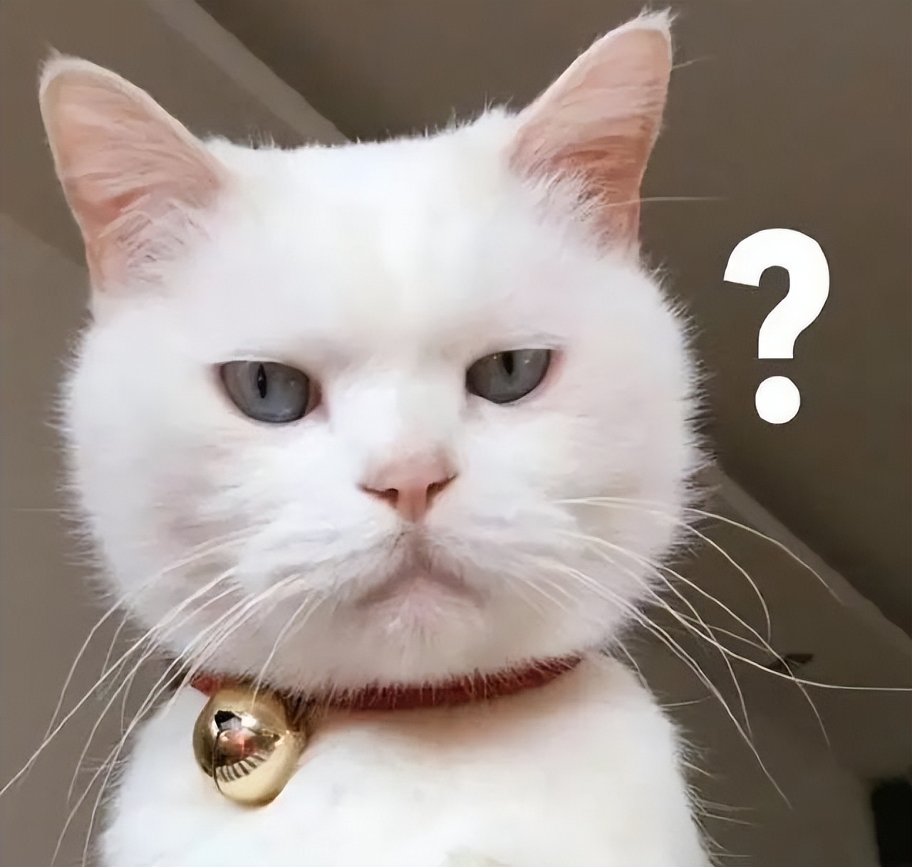 猫咪肉垫稍微有点黑色怎么回事,猫咪的脚为什么那么软