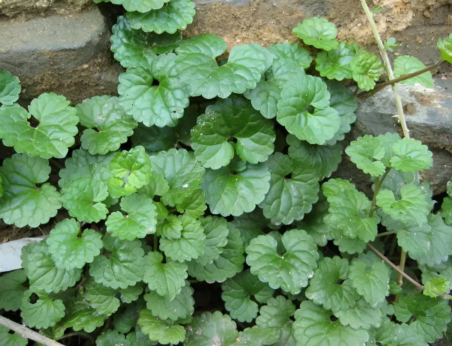 在溪边阴凉处，有1种肺风草，十分珍贵，看到挖走就赚了，别忽视