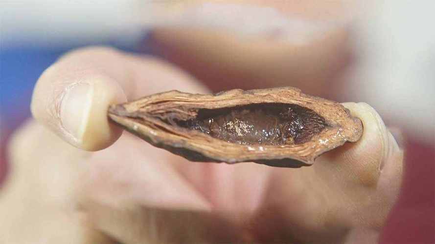 软性毒品一级致癌槟榔,槟榔危害这么大为何还要生产