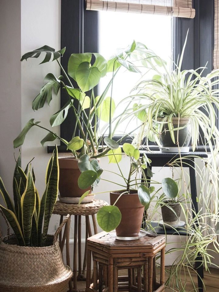 手残党也能养活的10种绿植,十种大家都在养易存活绿植