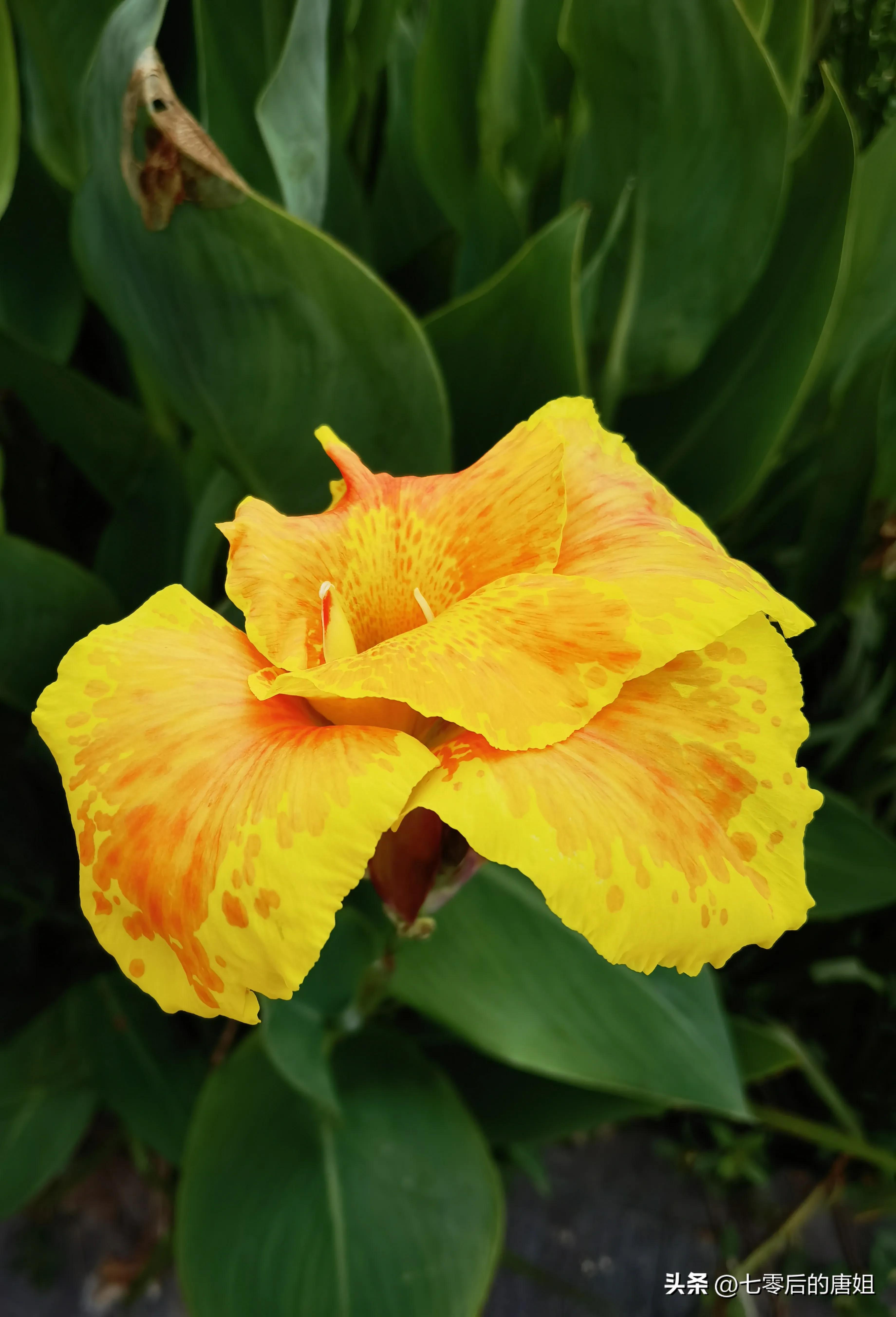 美人蕉花里面甜甜的,秋天的美人蕉花