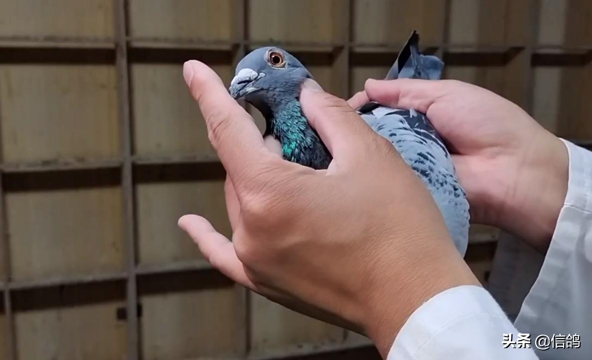 王玉爽参赛费,王玉爽开尔春赛成绩