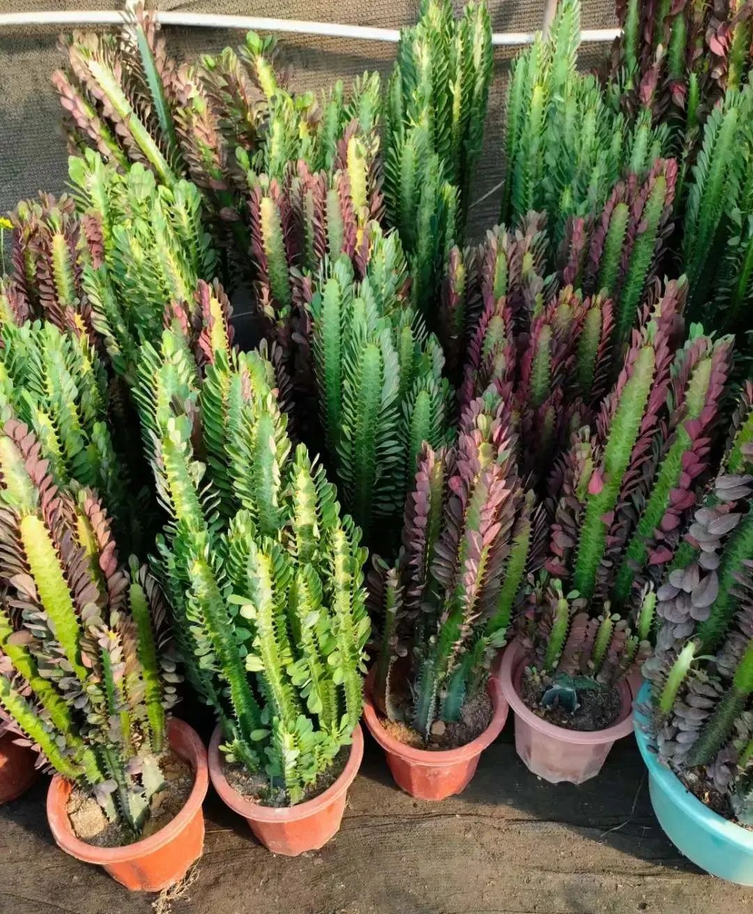 龙骨花夏天怎么黄叶,龙骨花烂根怎么补救