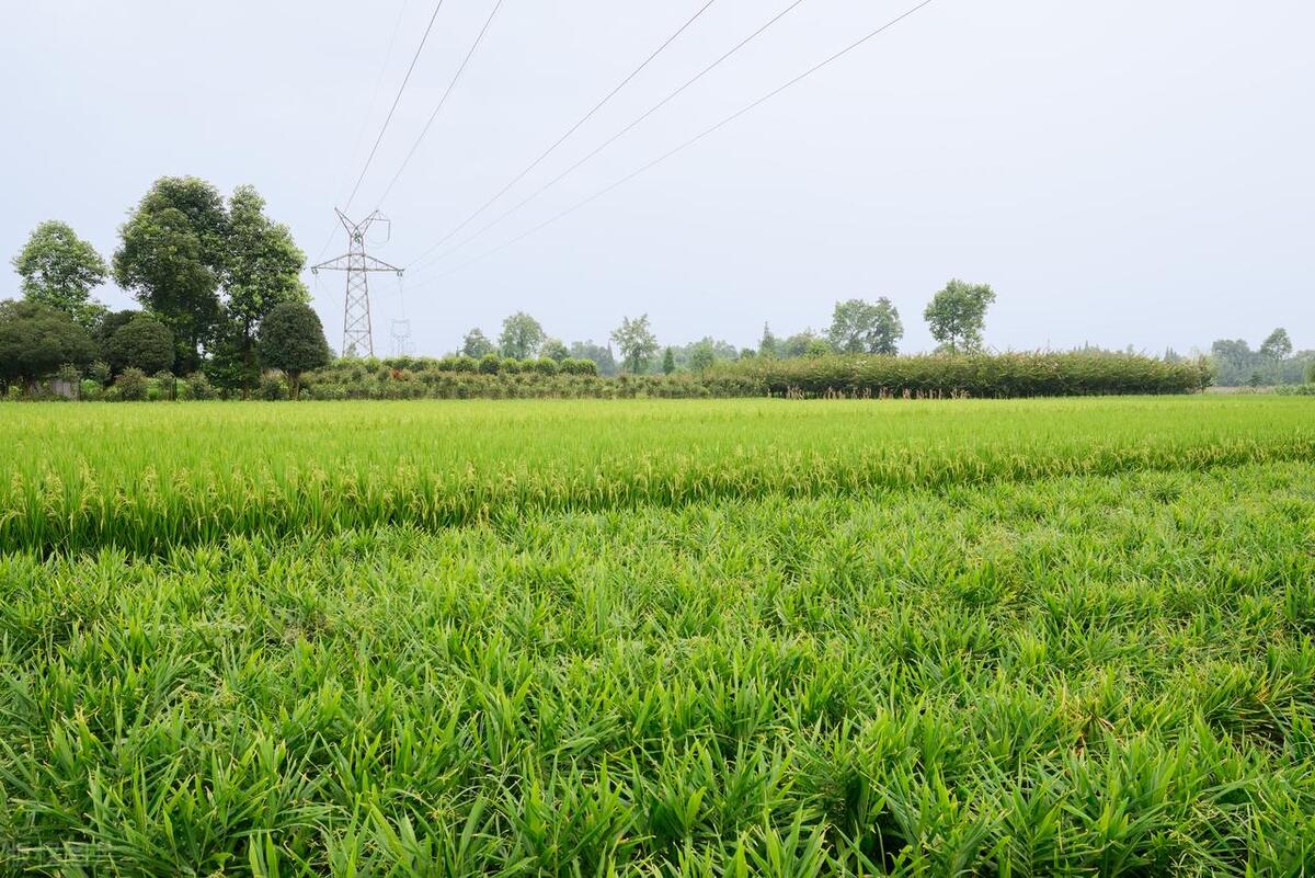 要想大姜夺高产必须有好品种,大姜想高产这10种病虫弄懂了吗