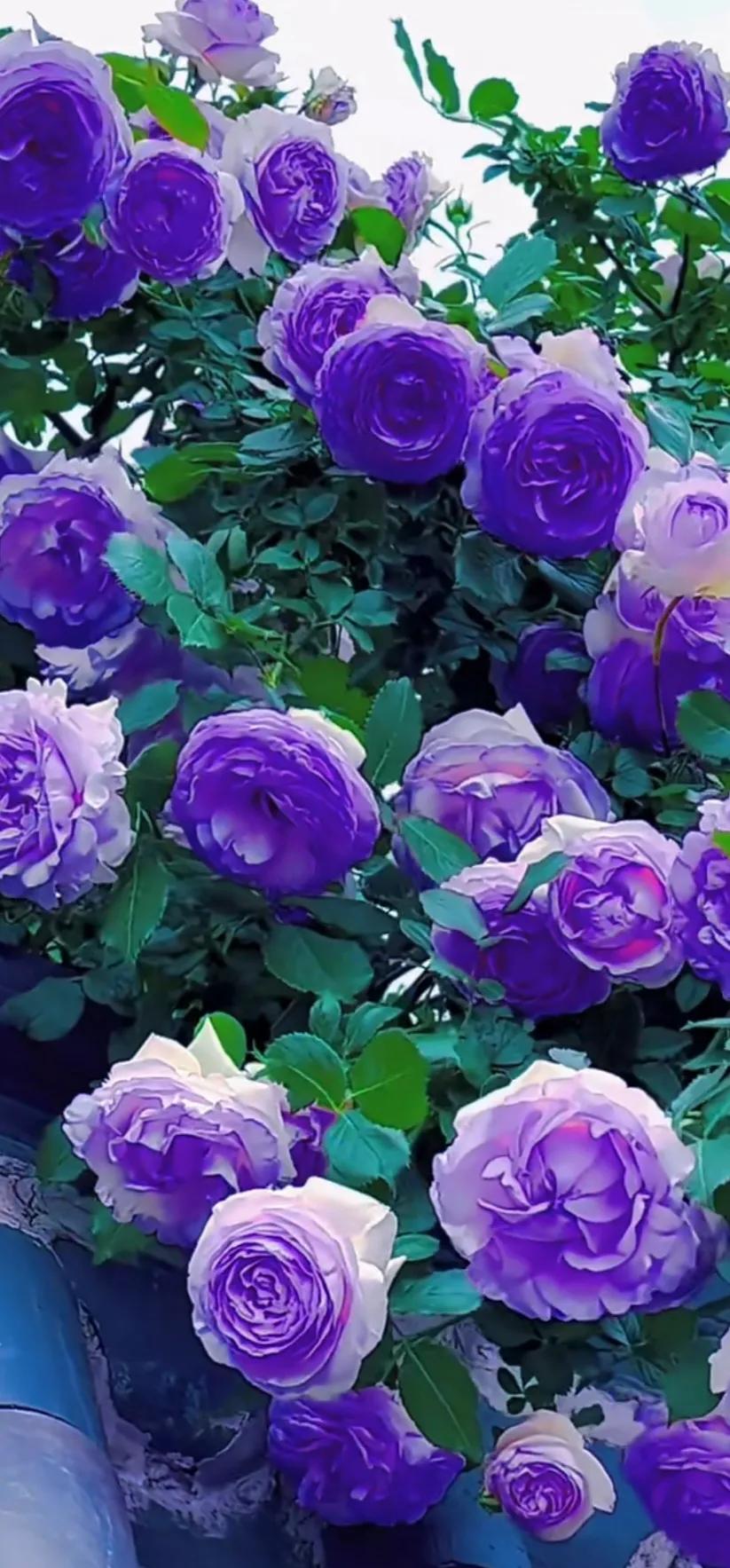 美到极致的月季花图片,仙气十足的月季花图片