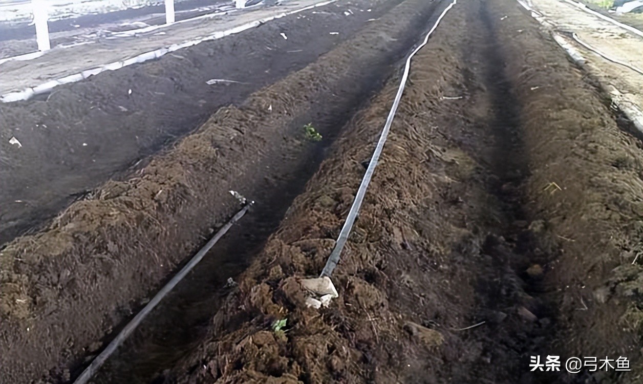 最新款的蚯蚓捕捉设备,捕蚯蚓机器的利润