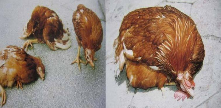 小鸡抽搐站不起来是什么病,鸡抽搐倒地喂什么药