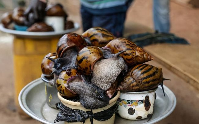 非洲大蜗牛入侵美国，每年可产5窝，花费数百万美元没法治理