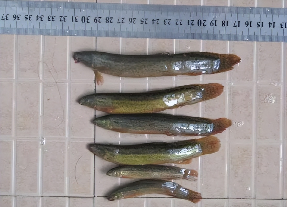 钓鱼泥鳅党被抓,惩治泥鳅党现场