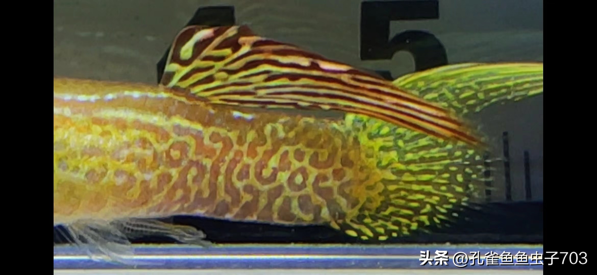 春季鱼为什么死亡如何救活,自己养的鱼无征兆死亡怎么回事