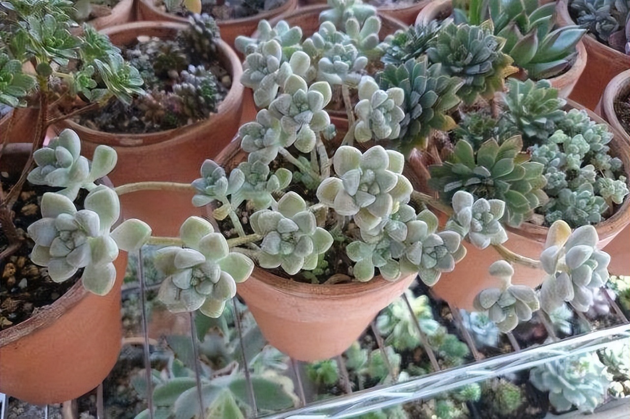 多肉厚脸皮图片大全,5种耐阴多肉植物