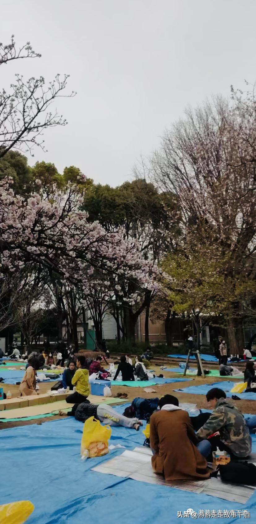 日本印象：樱花生活、排队文化、忠犬八公