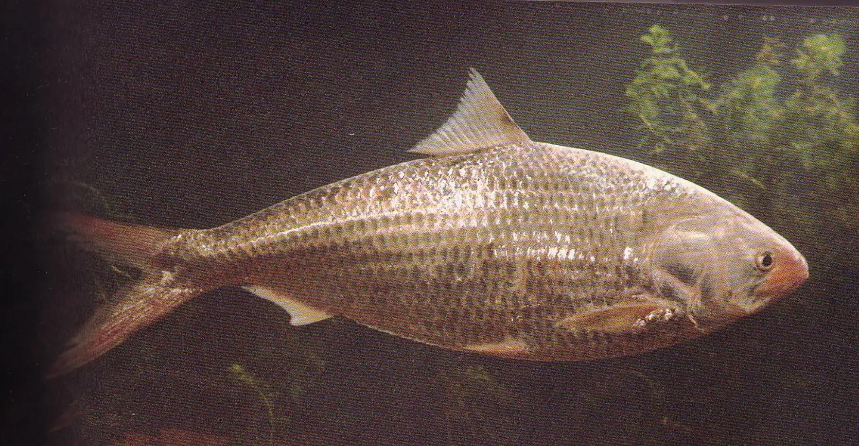 长江出现神秘物种“鳤”,长江禁渔出现新物种