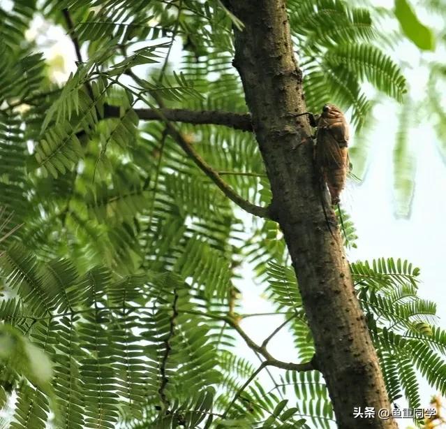 入伏这天天气预示什么,出伏当天天气好是啥预兆